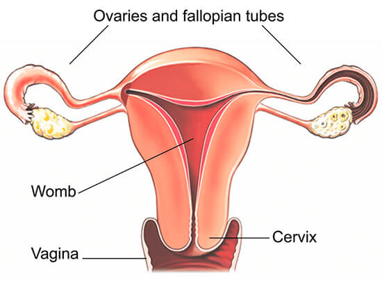 Abdominal hysterectomy